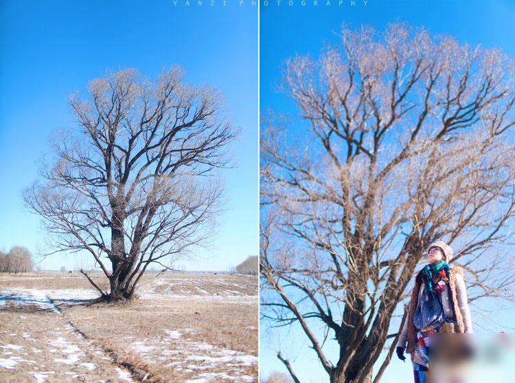 雪原上安静的世界