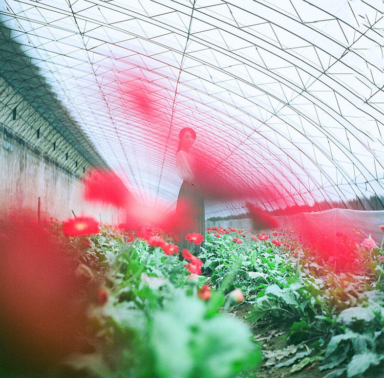 花棚中的唯美少女